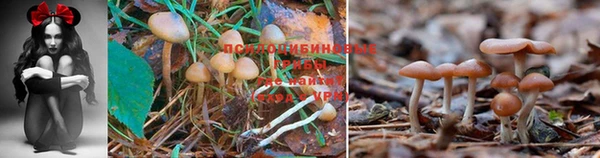 мяу мяу мука Арсеньев